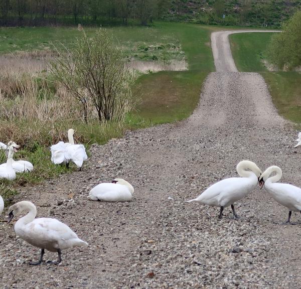 Vandretur i Himmerland, Hobro, Fyrkatstien, Fyrkat ringbor, Unesco, Frie Fodspor